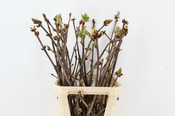 <h4>AESCULUS HIPPOC TAK</h4>