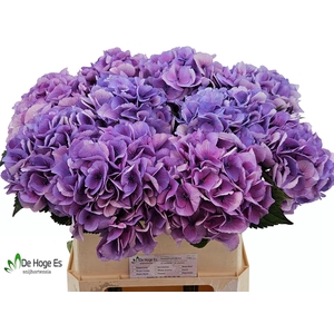 HYDR M ROYAL LOVE B