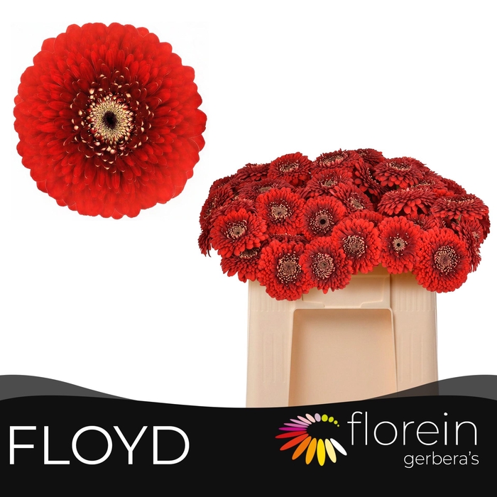 <h4>GE MB POM FLOYD</h4>