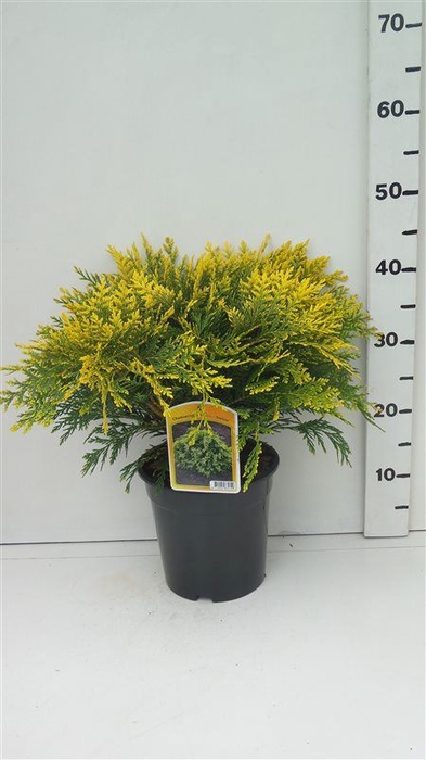 Chamaecyparis Sunkist