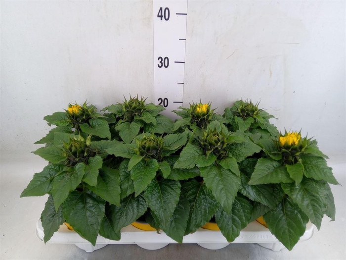 <h4>Helianthus an. 'Sunsation'</h4>