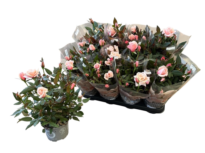 <h4>RO ROSAROMA PINK</h4>