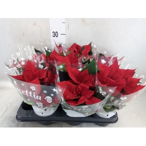 Euphorbia pulc. 'Christ Universe'