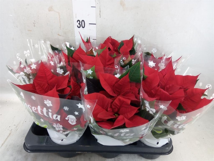 <h4>Euphorbia pulc. 'Christ Universe'</h4>