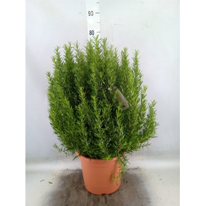 Rosmarinus officinalis   ...