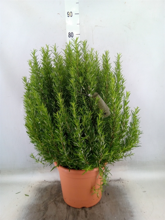 <h4>Rosmarinus officinalis   ...</h4>