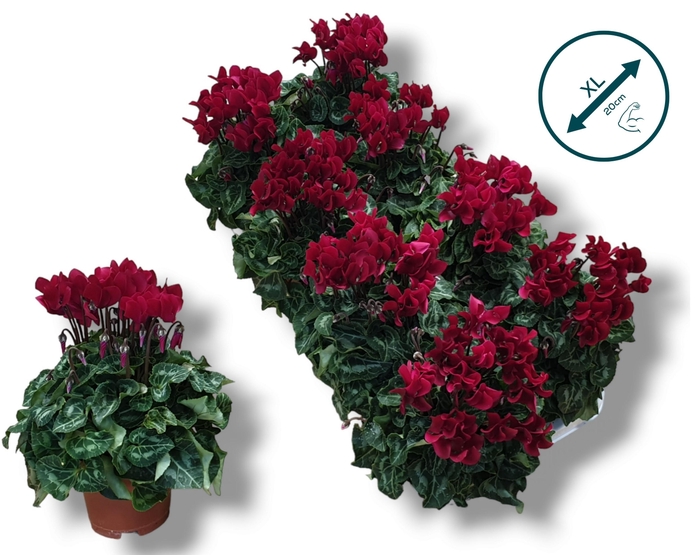 <h4>Cyclaam-WIJNROOD</h4>