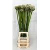 Allium White Giant