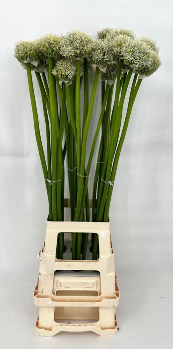 Allium White Giant