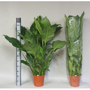 Spathiphyllum Sebastiano 24Ø 120cm 3fl