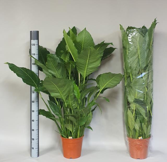 Spathiphyllum Sebastiano 24Ø 120cm 3fl