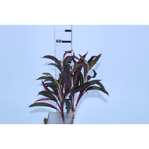 FOLHAGEM CORDYLINE FRUTICOSA RED EDGE