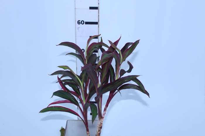 FOLHAGEM CORDYLINE FRUTICOSA RED EDGE