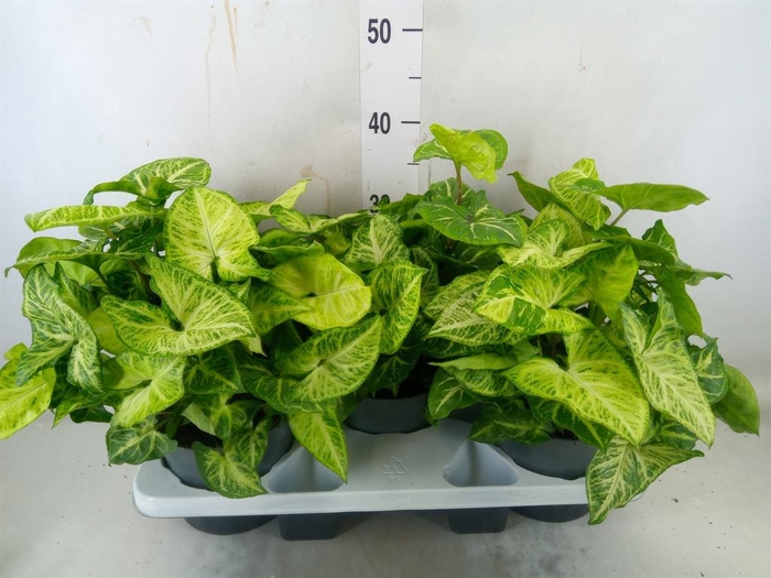 <h4>Syngonium  'Arrow'</h4>