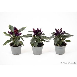 CAPSICUM ANNUUM  p6 Purple
