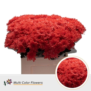 Chrysanthemum TR   ...colored H%