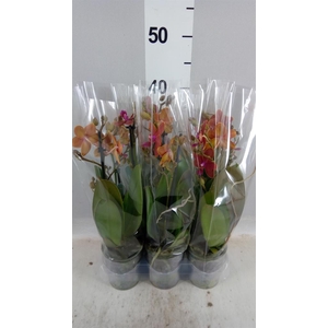 Phalaenopsis multi.   ...orange