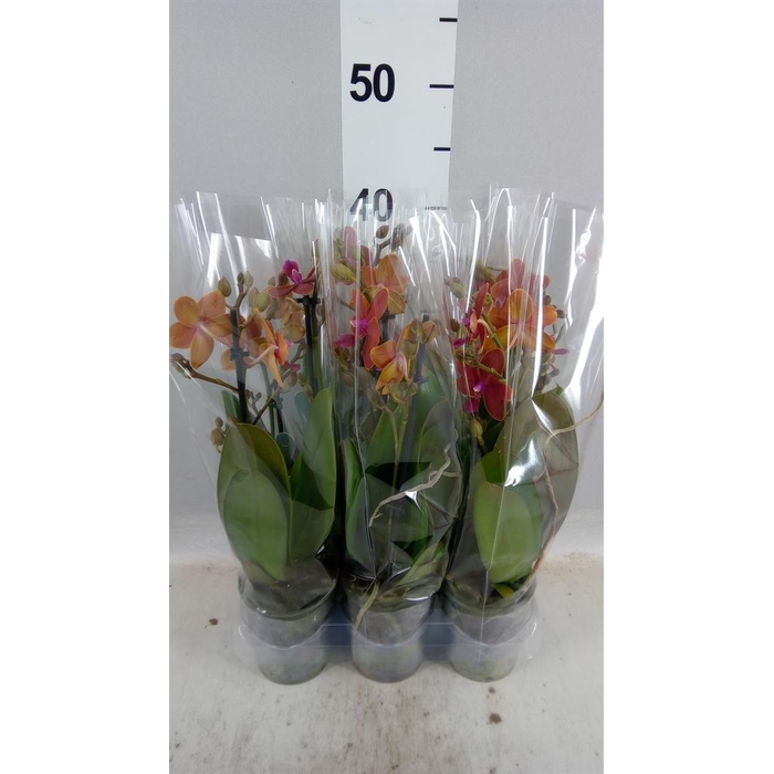 <h4>Phalaenopsis multi.   ...orange</h4>