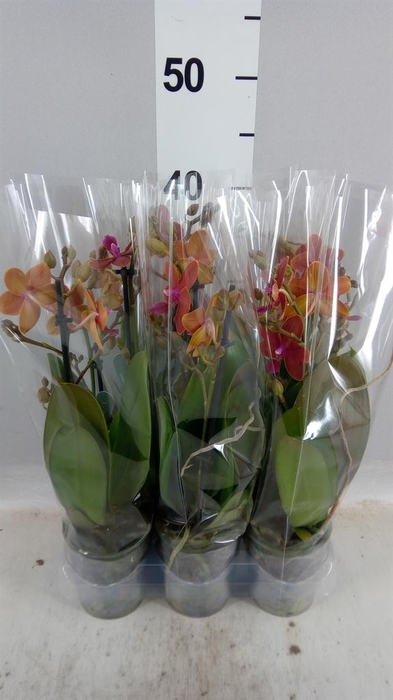 Phalaenopsis multi.   ...orange