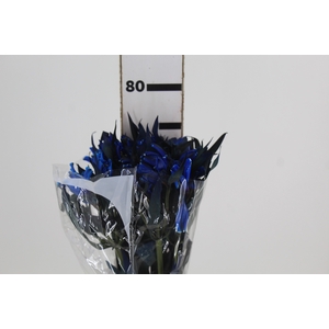 ALSTROEMERIA TINGIDA 080 CM AZUL