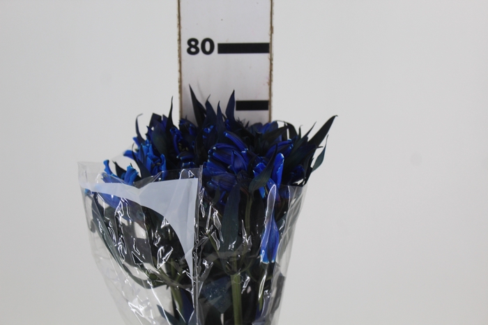 <h4>ALSTROEMERIA TINGIDA 080 CM AZUL</h4>