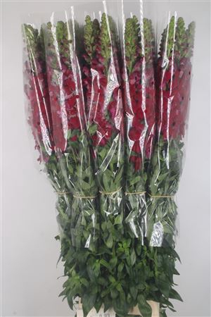 <h4>Antirrhinum Fr. Red Ex</h4>