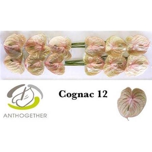 Anth A Cognac