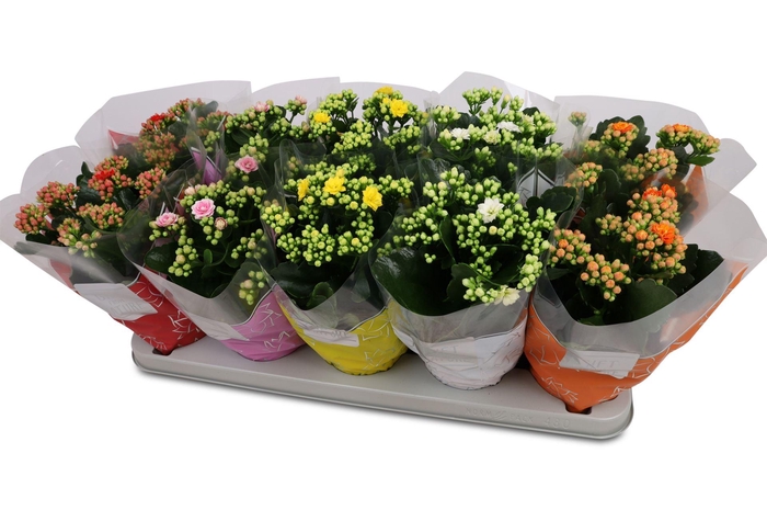 <h4>Kalanchoe blos. 'Perfecta'  ..mix 5</h4>