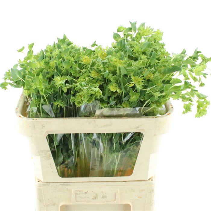 <h4>Bupleurum Rotundifol</h4>