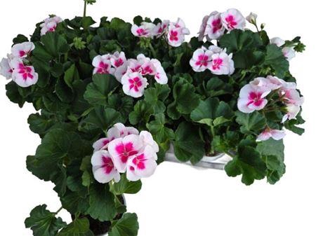 arr8 Pel Zon Pec Tango Wh