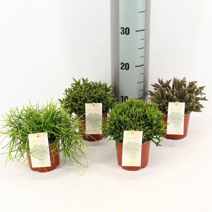 <h4>Rhipsalis ...mix</h4>