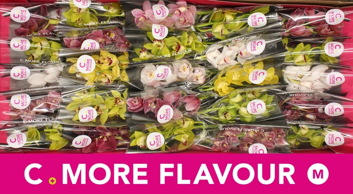 <h4>CYMB MI GEM</h4>