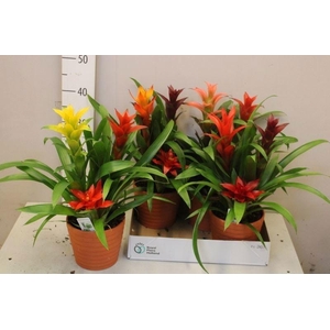 ARR BROMELIA