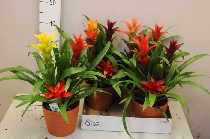 <h4>ARR BROMELIA</h4>