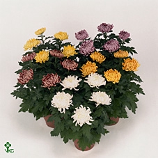 CHRYS COSMO MIX P9