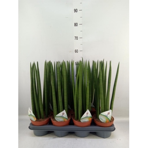 Sansevieria cyl.  ...