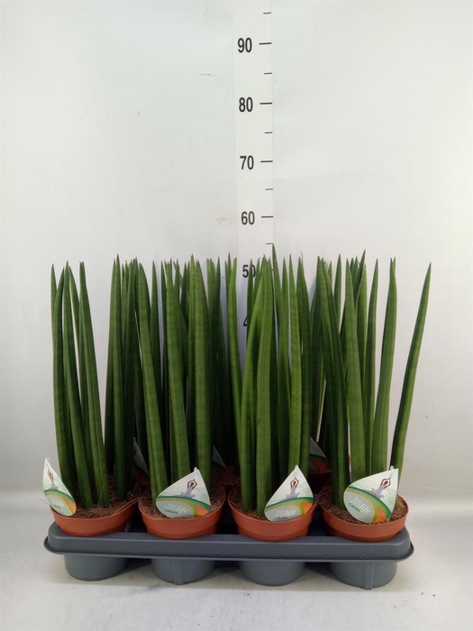 <h4>Sansevieria cyl.  ...</h4>