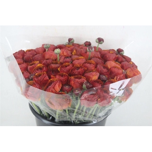 Ran Cloni Ex Brownie