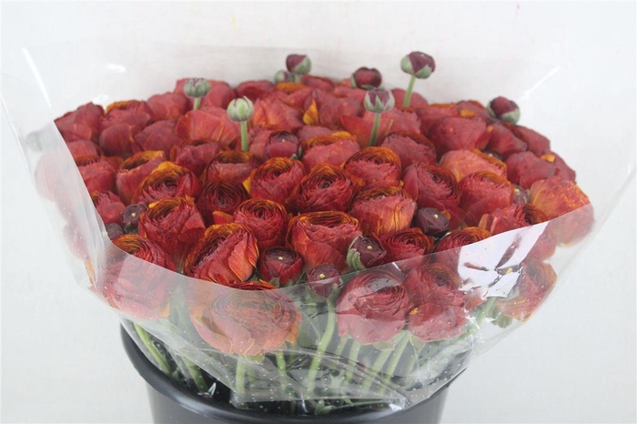 <h4>Ran Cloni Ex Brownie</h4>