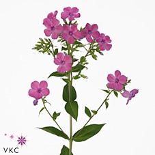 Phlox P Mika