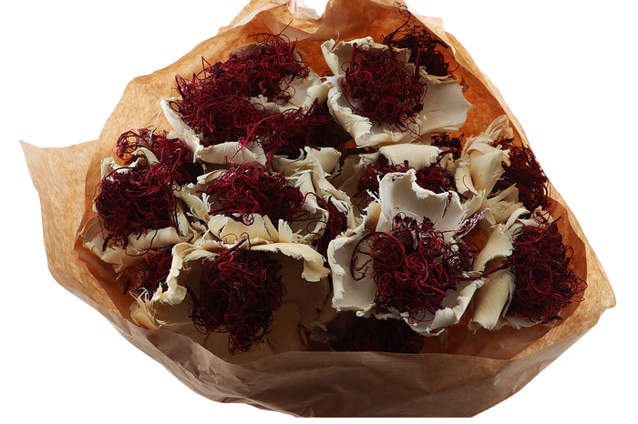 <h4>Palmcup Hairy Red On Stick</h4>