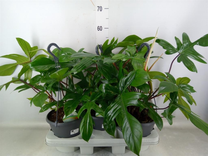 <h4>Philodendron ...</h4>