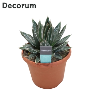 Agave Victoriae-reginae (Decorum) Decorum+Steker