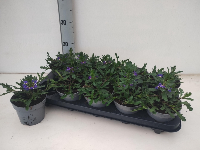 <h4>SCAEV A BLUE FAN</h4>