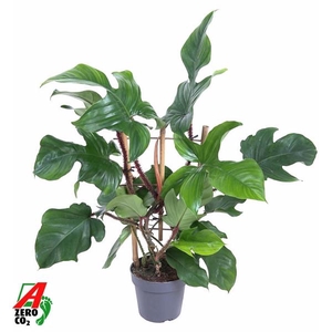 Philodendron overig