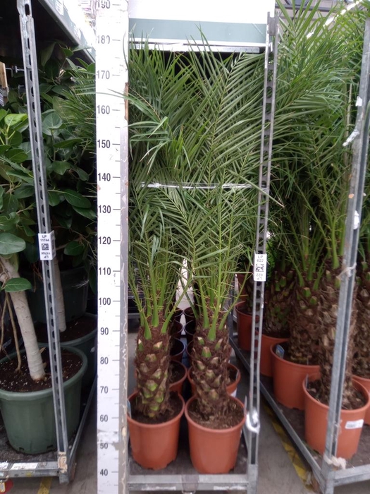 <h4>Phoenix roebelenii</h4>