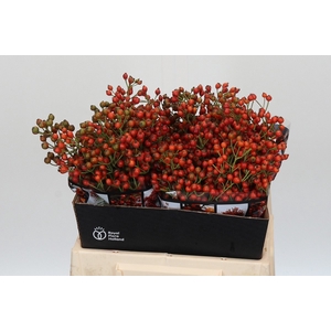 ROSA AUT ROSEFRUITS