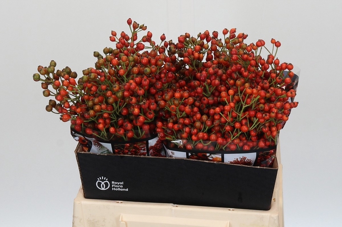 <h4>ROSA AUT ROSEFRUITS</h4>