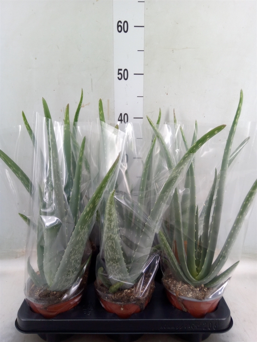 <h4>Aloe vera</h4>