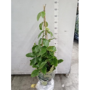 Tetrastigma voinierianum